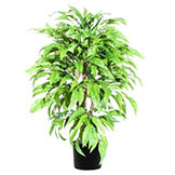 4 foot Mango Bush with Natural Trunks