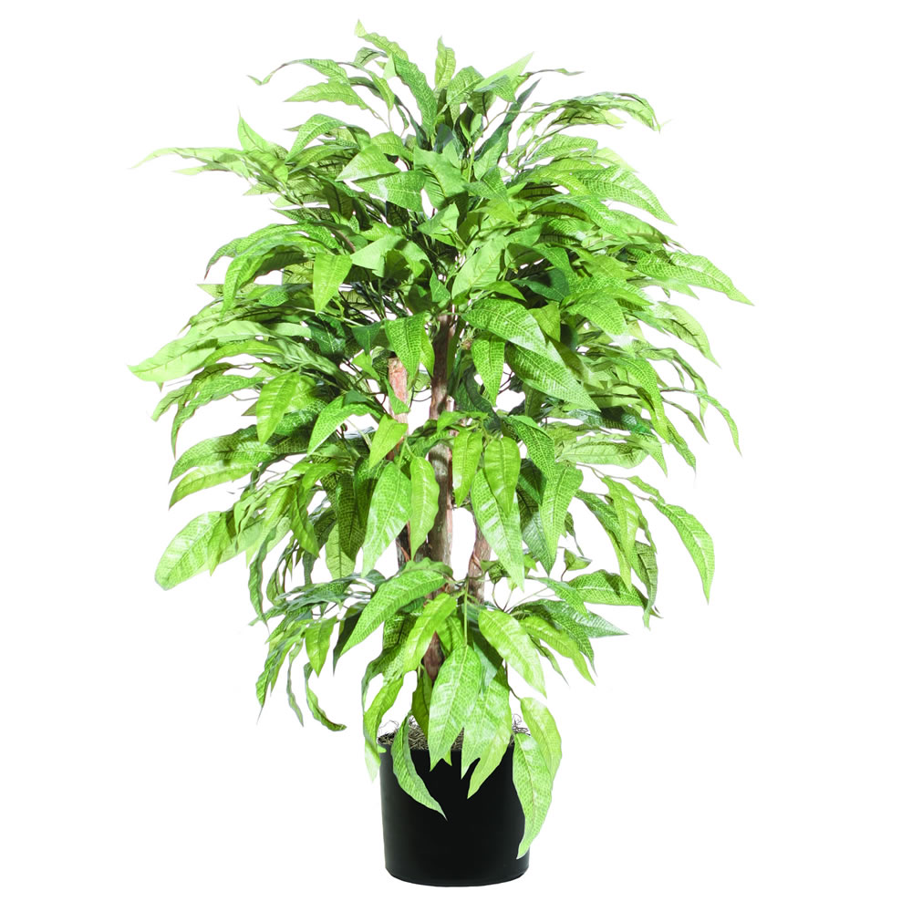 4 foot Mango Bush with Natural Trunks