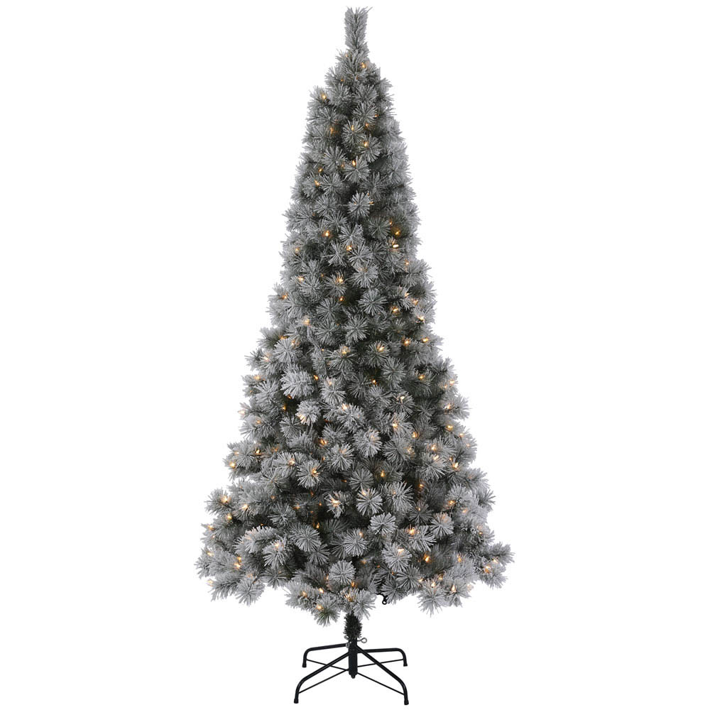 Hard Needle Frosted Brewer Pine Tree