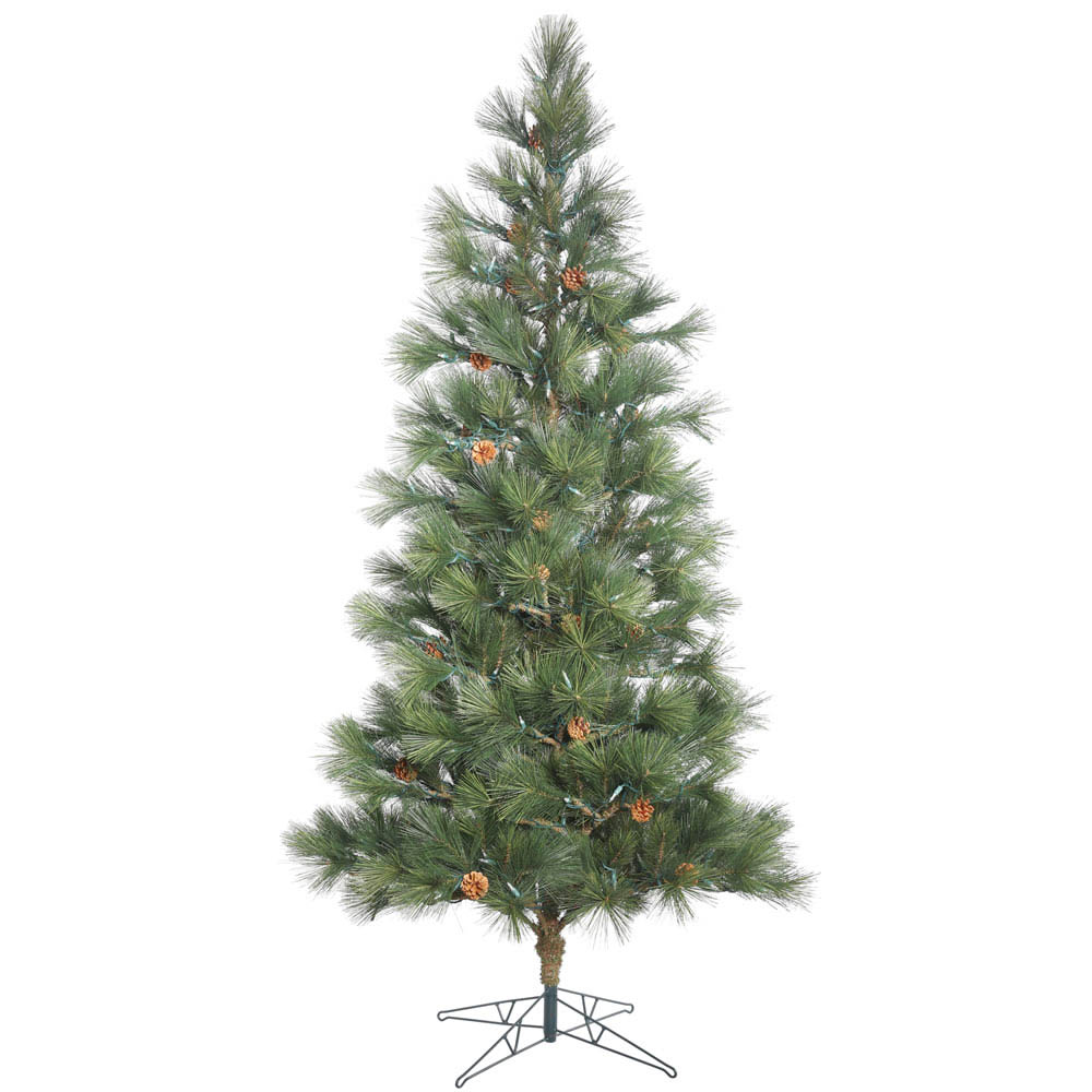 Hard Needle Redmond Spruce Tree