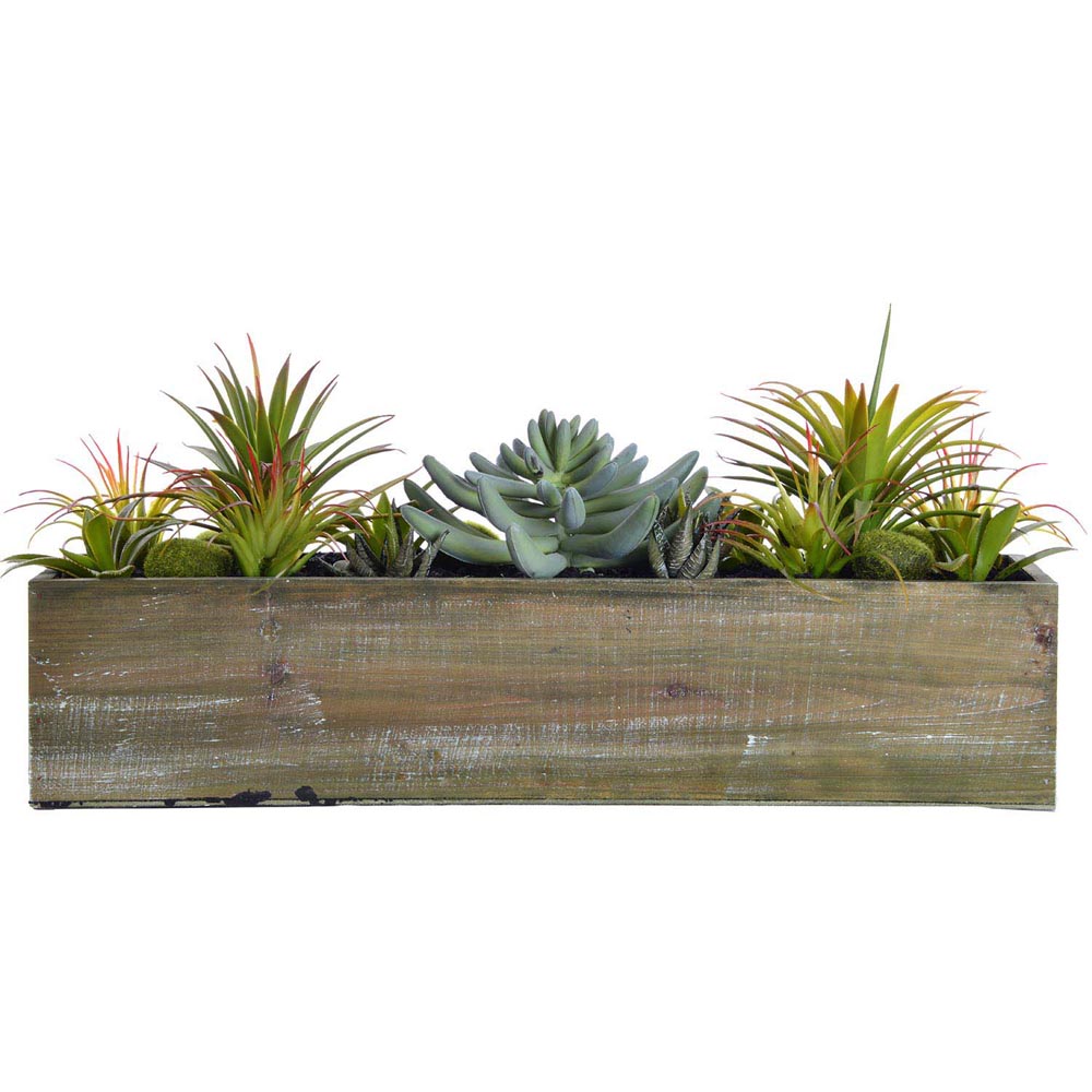 9 inch Succulents in Wooden Pot