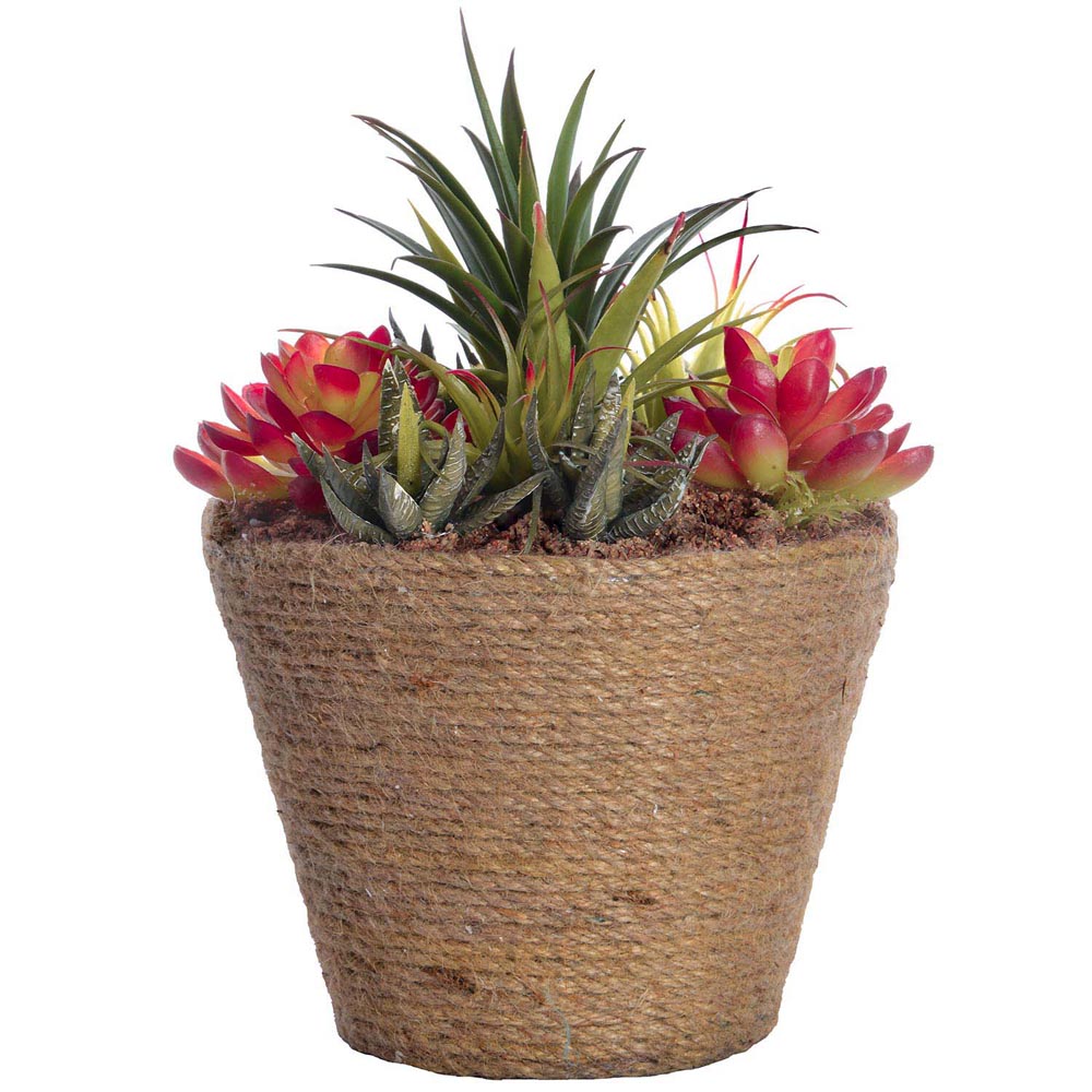 10.5 Inch Succulents In Hemp Rope Container