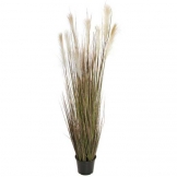 58 inch Plume Grass: Potted - CLOSEOUT FINAL SALE