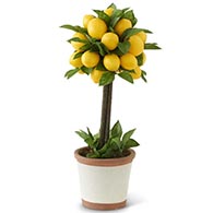 Tabletop Topiary