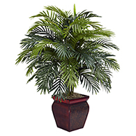 Areca indoor palm trees