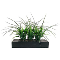 Decorative Grass