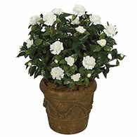 Outdoor Flowers
