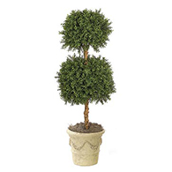 Ball Topiary