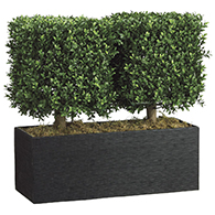 Boxwood Topiary