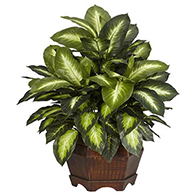 Artificial Dieffenbachia Plants