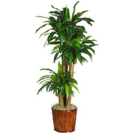 Artificial Dracaena Plants