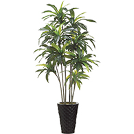 Dracaena Trees