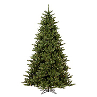 Fir Trees