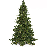 Full Christmas Trees