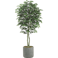 Ming Aralia Trees