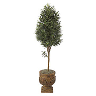 Olive Trees