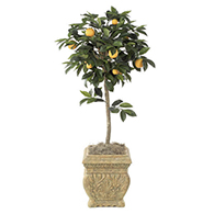 Orange Trees