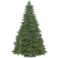 Outdoor Trees