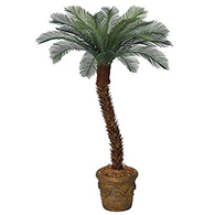 Outdoor Palm Trees