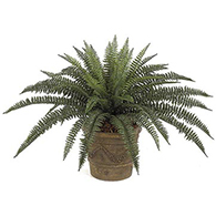 Outdoor Plants