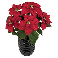 Poinsettias
