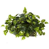 Artificial Pothos Plants