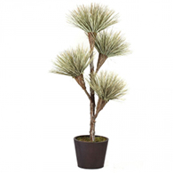 Preserved Trees