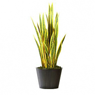 Artificial Sansevieria Plants