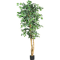 Ficus Trees