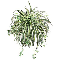 Artificial Spider Plants