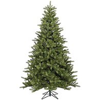 Spruce Trees