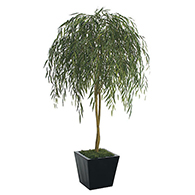Willow Trees